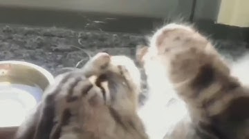 The lazy cats drink water with his paw!