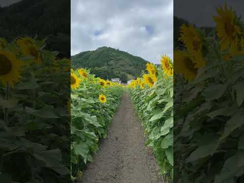 佐用町のひまわり🌻いい感じに咲いてます😊