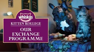 Ep.4 Exchange Programme   Introducing Kittens To Other Animals : Kitten Kollege