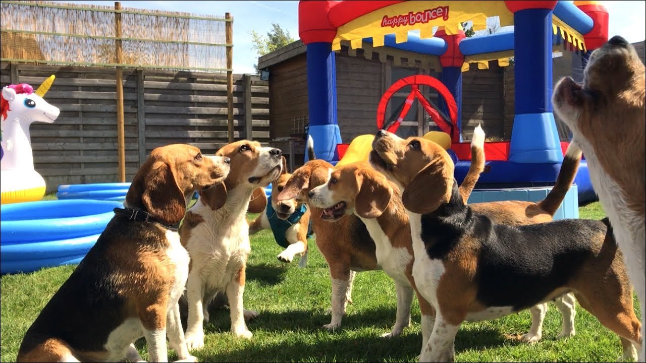 BEAGLE POOL AND BOUNCE HOUSE PARTY!! Invited all of his friends!