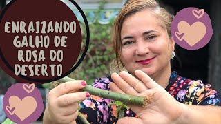 Enraizamento de Galho de Rosas do Deserto – Com Sucesso