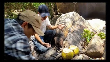 Chia Sẻ Cách Làm Món Gà Tiềm Thuốc Bắc Trong Trái Dừa.