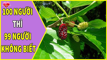 21 công dụng quý như vàng của cây dâu tằm rất ít người biết đến