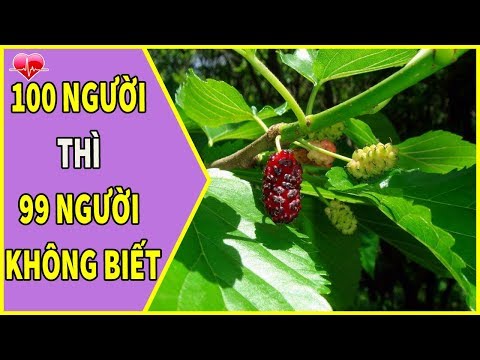 Video: Ngừa Trái Dâu Tằm - Thông Tin Cách Khử Trùng Cây Dâu Tằm