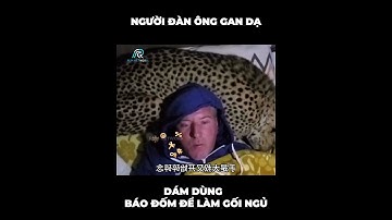 Người đàn ông gan dạ, dám dùng báo đốm để kê làm gối ngủ