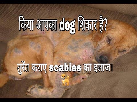 Scabies treatment in dogs and explanation.
