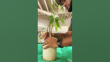 Saving A Money Tree From Root Rot #houseplants #moneytrees