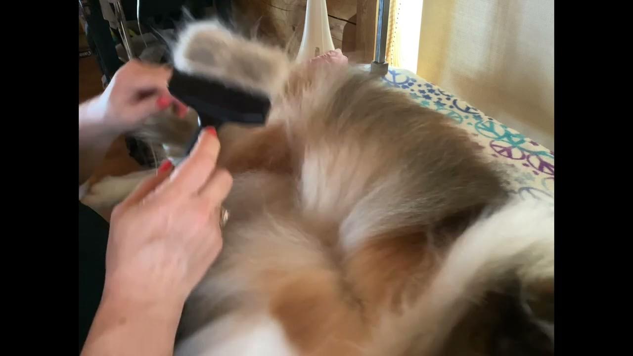Grooming Shelties Line brushing part 2 YouTube