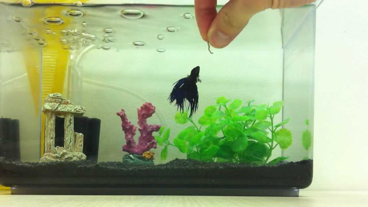 Betta fish eating blood worms - YouTube