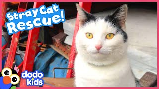 Friendly Stray Cat Has His Own Tiny House In A Car Yard | Best Animal Friends | Dodo Kids