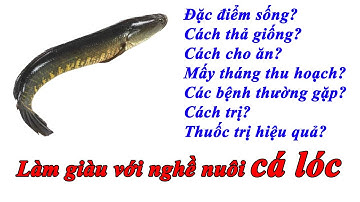 KỶ THUẬT NUÔI CÁ LÓC (TRỌN BỘ) 0939790606