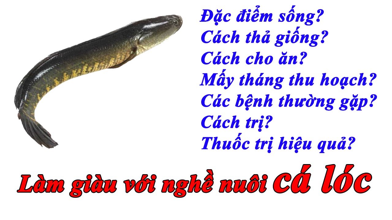 KỶ THUẬT NUÔI CÁ LÓC (TRỌN BỘ) 0939790606