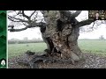 The history and importance of trees in Stonehouse