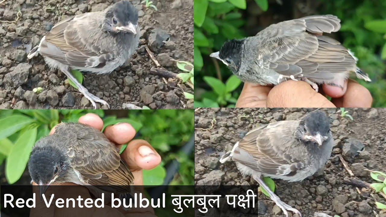 Red Vented Bulbul || बुलबुल पक्षी || - YouTube