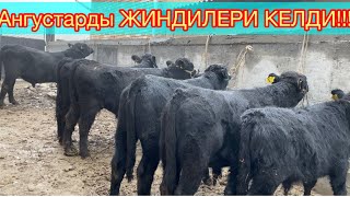 :     +996 220828181