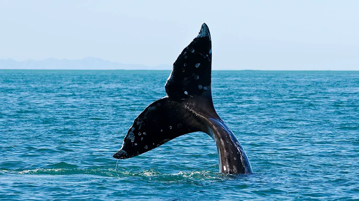 California Now Podcast: Whale Watching, Dog-Friend...