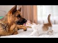 German Shepherd and Tiny Kitten Love Each Other