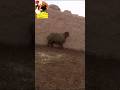 تبارك الله أحسن خلقه فطيمة تبارك الرحمن اصل وفصل دم صافي من النوادر الفاخرة للجناي يتفضل ذهب تبارك الله أحسن خلقه فطيمة تبارك الرحمن اصل وفصل دم صافي من النوادر الفاخرة للجناي يتفضل ذهب
