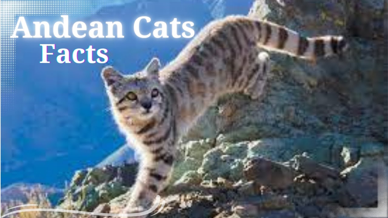 Andean Cats Facts || Interesting Facts About Andean Mountain Cats