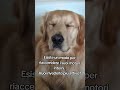 Cane stanco #petlover #rimedinaturali #goldenretriever #benessereanimale