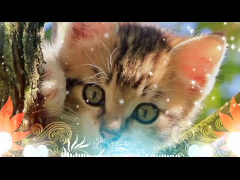 UMMON XIYONAT REMIX УММОН ХИЁНАТ РЕМИКС