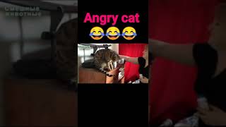Angry Cat Funny Cat Cute Cat