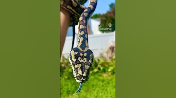 Smilie - Coastal Carpet Python