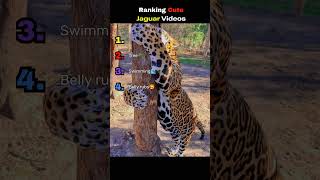 Ranking cute videos of jaguars #cat #wholesome #bigcat #jaguar