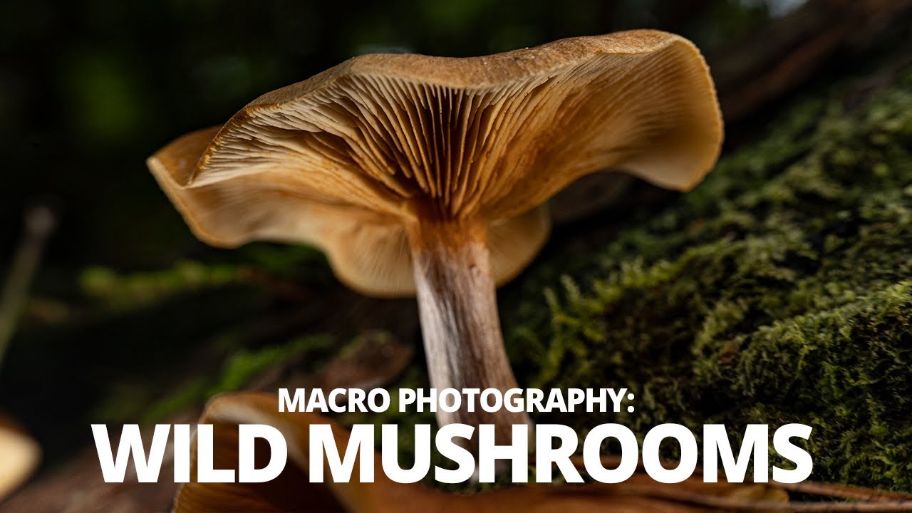 Макропрогулка за лесными грибами: советы по макросъемке в лесу.