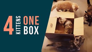 Four kittens one box by Lera the Maine Coon and Friends  4,425 views 4 years ago 5 minutes, 38 seconds