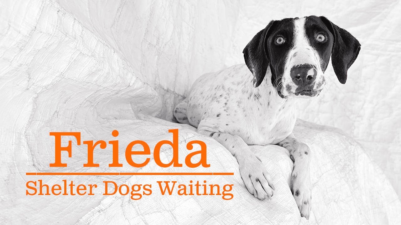 From Overcrowded Shelters 🐾 Frieda's Story & The Dogs Waiting - YouTube
