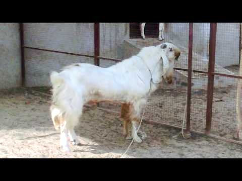 Fun with goats eid ul adha 2011 samanabad lahore  Doovi