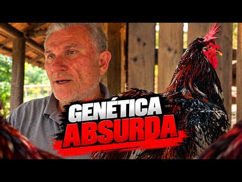 ELE VIAJOU 20 HORAS PARA BUSCAR ESSAS GALINHAS GIGANTES! VEJA O RESULTADO EM MATEUS LEME MG