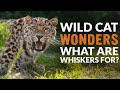 What are WHISKERS For? | Wild Cat Wonders | Episode 9