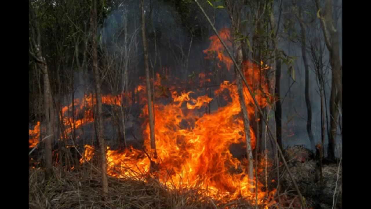 Melawan Kabut Asap JanganHancurkanOksigenKami YouTube