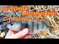Вечерний мормышинг с neoline 0.1-2.  5 видов рыб за час рыбалки.