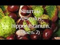 Каштан. Aesculus hippocastanum. (часть 2)