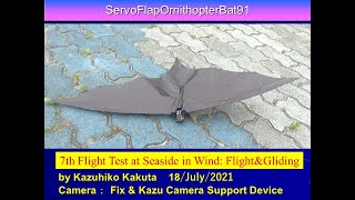 サーボ駆動こうもり型羽ばたき機　黒に彩色　風の中飛行と滑空　 SFOBat91 7th Flight Test : Flight and Gliding at Seaside in Wind