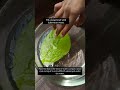 How Do Leaves Breathe? 🌿 Simple Science Test