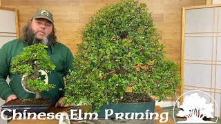 Pruning Chinese Elm Bonsai! - Greenwood Bonsai