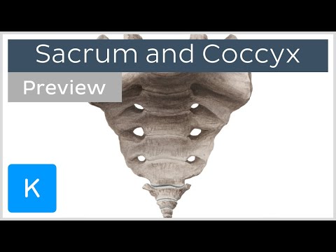 Video: Forskjellen Mellom Sacrum Og Coccyx