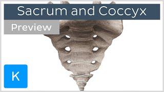 Landmarks of the sacrum and coccyx (preview) - Human Anatomy | Kenhub