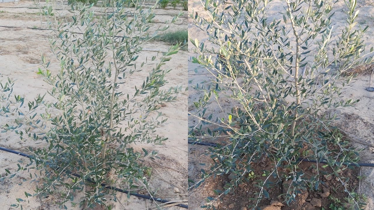 احسن طريقة لجعل شجرة الزيتون تثمر