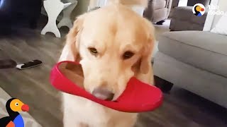 Golden Retriever Dog Steals EVERYTHING In Sight  ARCHIE | The Dodo