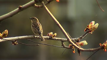 Sony DSR-450WSP test footage