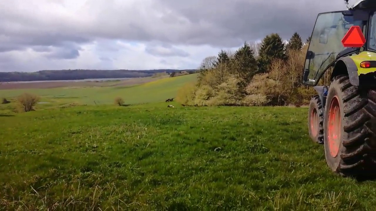 Stutteri Amhøj lukker hingsteføl på sommergræs