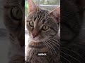 CURIOSIDADES SORPRENDENTES SOBRE GATOS #gatos #animales #curiosidades #shorts