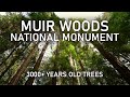 Muir Woods National Park | 3000+ Years Old Trees