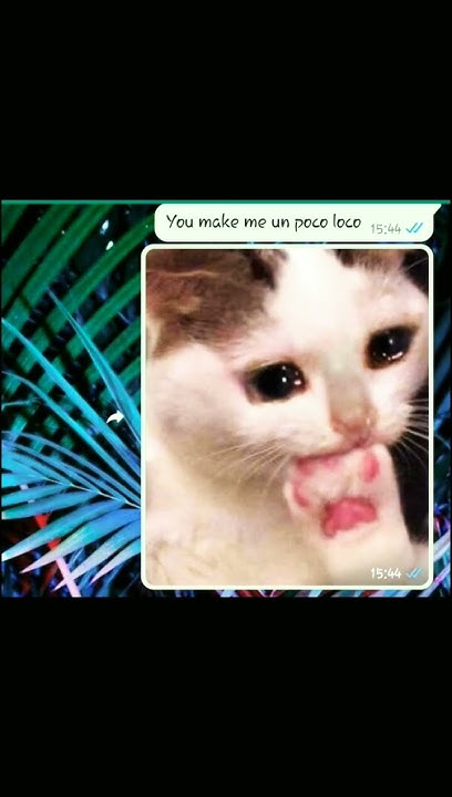 You Make Me Un Poco Loco Meme You make me un POCO LOCO un pocitito loco#meme - YouTube