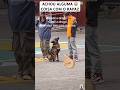 OLHA O CÃO FAREJADOR DA POLÍCIA ACHANDO COISA ERRADA NO RAPAZ